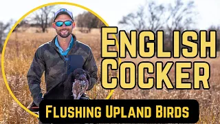 English Cocker - Flushing Upland Birds Introduction