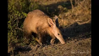 Awesome Aardvark | Kariega Game Reserve