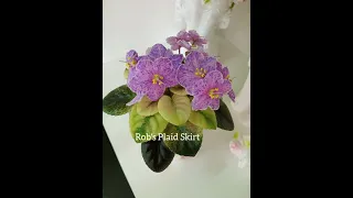 African Violet. Фиалки с фото и  названием сорта.