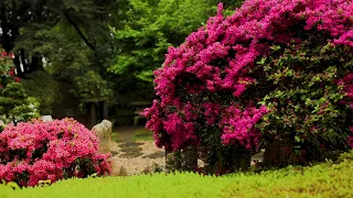 Japonská zahrada, květen 2021