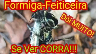 Formiga-Feiticeira | Formiga-Veludo | Formiga Chiadeira | Uma Vespa Com Uma Ferroada "Mortal"