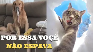 Animais engraçados 2021- Cães e gatos fofos fazendo coisas engraçadas #5 (#gatos #cachorros)