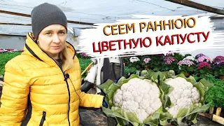 Посев ранней цветной капусты на рассаду!