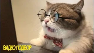 КОТЫ 2019 ПРИКОЛЫ С КОТАМИ Смешные кошки ПОДБОРКА Funny Cats