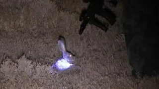 WARNING: Graphic Spotlight Rabbit Hunt