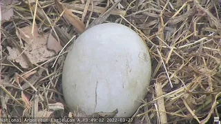AEF NADC Eagle Cam:  Growing Up - DC9 from Egg to Fledge