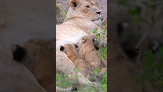 Lion cubs feeding milk from mother #shorts#baby#lion