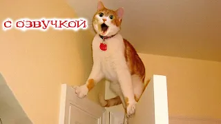 ПРИКОЛЫ С КОТАМИ! САМАЯ СМЕШНАЯ ОЗВУЧКА животных! ТЕСТ НА ПСИХИКУ!