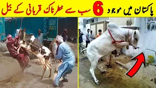 Pakistan Main 6 Sab Sy Khaternak Qurbani K Janwar | Eid Al Adha 2023 | NYKI