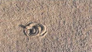 Sidewinding Adder burying itself in the sand