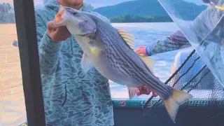 Striper Strike Mission! // Smith Mountain Lake, VA