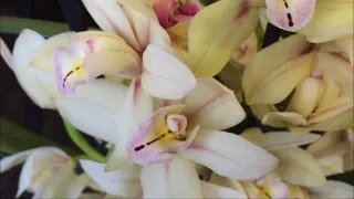Завоз сортовых орхидей в Экофлору 14 января 2020 г. Хот Кис, Леди Мармелад, Мэйджик Арт, Попугай..