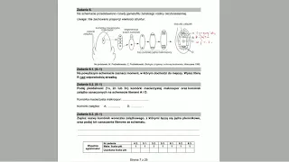 BOTANIKA - Rozwój gametofitu okrytonasiennych - ZADANIA MATURALNE Z BIOLOGII 🌱