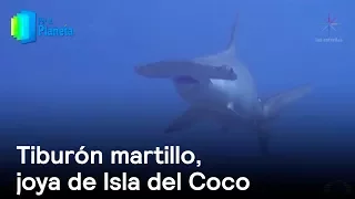 Por el Planeta: Tiburón martillo, joya submarina de Isla del Coco - Despierta con Loret