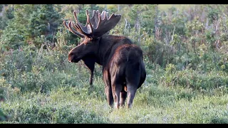 Bull Moose of the Grand Tetons 2022-Wildlife Photography-Jackson Hole/Grand Teton Park/Yellowstone
