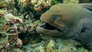 Moray eel - Reethi Beach Resort - December 2022