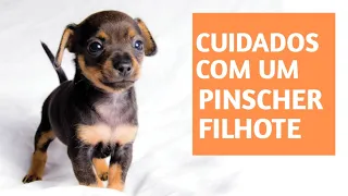 Como Cuidar De pinscher filhote (PINSCHER MINIATURA FILHOTE) CUIDADOS COM PINSCHERS FILHOTES