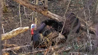 Spring Turkey Hunting - Bowhunting Turkeys 2 Toms at 10 yards