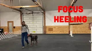 How to Introduce Competition Heel to Your Dog