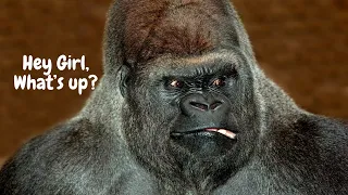 Gorilla Dating! #educational #gorilla #animals