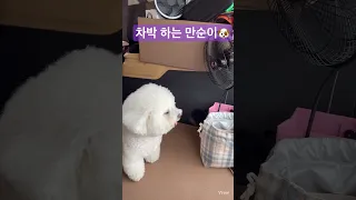 차박 하는 비숑 힐링 사랑이야🐶