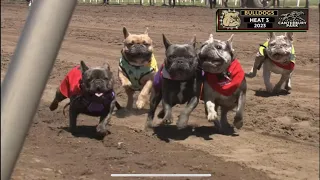 Canterbury Park French Bulldog Races