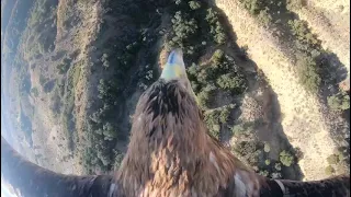 Vuelo de Águila imperial con GoPro