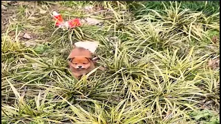 The 3-week-old puppy shivered and hid in the grass - crawling for help - crying for its mother