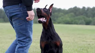 $350,000 Doberman Elite Protection Dog - Deterrent Dogs LLc