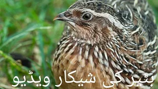 21Quail sound l hunting|| Common quail||Common birds quail video|| Quail sound,