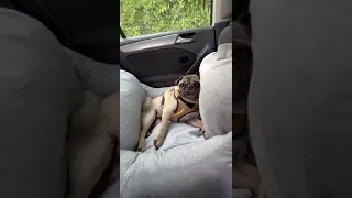 This is an amazing car seat bed! 💺🐶｜funnyfuzzy | fuzzynow