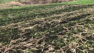 Пшеничка по кукурудзі росте. Люди смітять де бачать