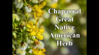 Chaparral a Great Native American Herb