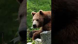 Bear Brown Fur | Mother Bear Teaches Cubs to Fish | BBC Earth #shorts