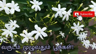 Nithyamalli  growing tips in Tamil/வருடம் முழுவதும் பூக்கும் நித்திய மல்லி  செடி