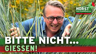 Ich habe es getestet - 5 Pflanzen für Trockenheit und Hitze | Horst sein Schrebergarten