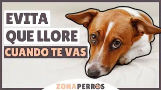 ANSIEDAD POR SEPARACIÓN: evita que tu perro LLORE CUANDO TE VAS