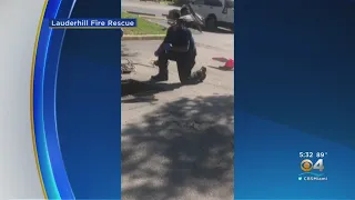 WEB EXTRA: Lauderhill Firefighter Saves Two Ducklings From Storm Drain, Attacked By Mother Duck