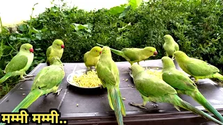 Parrot talking sound | Amazing parrot talking sound | Mitthu ki awaaz | @ParroTube