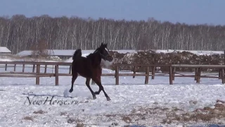 Русская рысистая Весенняя капель 2015