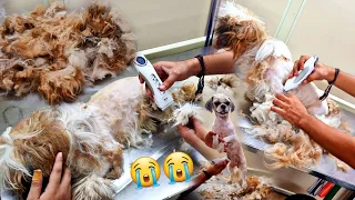 MY SHIHTZU FIRST HAIRCUT | Matted Dog Solution | Dog Grooming | Dog Hair cut | Dog Transformation