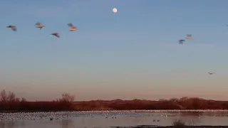 Snow Geese - Bosque del Apache