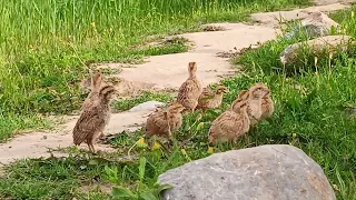 teetar chicks voice | grey francolin chicks voice | grey Partridge baby |