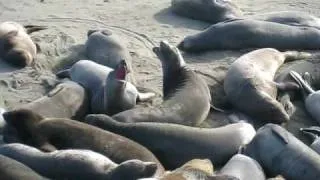 elephant seals at San Simeon