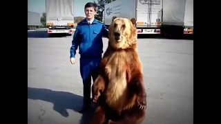 Медведь показывает фак (:])