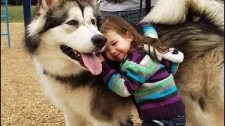 Alaskan Malamute Dog showing love to Baby | Dog loves Baby Compilation