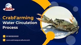 Crab Farming Water Circulation