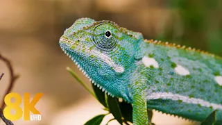 Amazing Wildlife - 8K Documentary Film about Wild Animals of Okavango Delta, Botswana