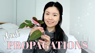 Plants that I'm Propagating Right Now | Aroids, Hoyas & more