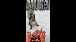 Маленький бельчонок который почти не боится голубей / The squirrel is afraid of the pigeon